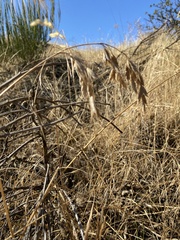 Bromus diandrus