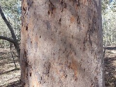 Angophora leiocarpa