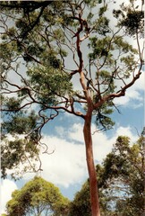Angophora leiocarpa