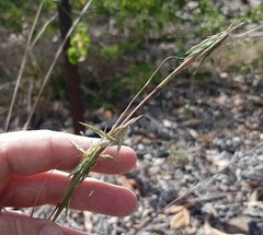 Cymbopogon refractus