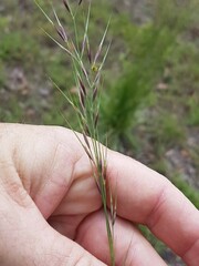 Aristida calycina