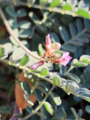 Astragalus subcinereus