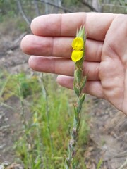 Philydrum lanuginosum