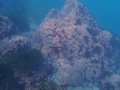 Halichoeres californicus