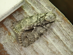 Acronicta adaucta