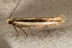Kiwaia monophragma