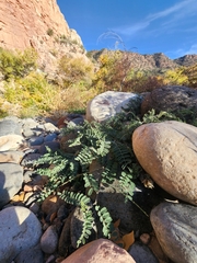 Astragalus subcinereus