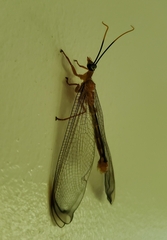 Nymphes