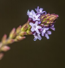 Verbena litoralis