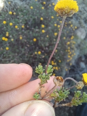 Pentzia tortuosa