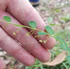 Phyllanthus gunnii