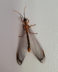 Nymphes