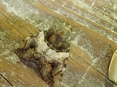 Catocala deuteronympha omphale