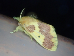 Euproctis staudingeri