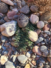 Astragalus subcinereus