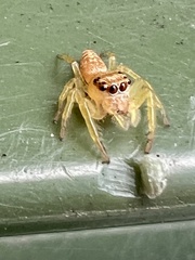 Opisthoncus polyphemus