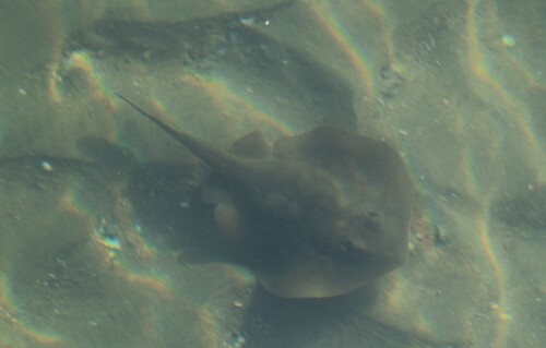 Haller's Round Ray, Orange County, CA, USA, photo 8 of 10