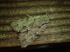 Acronicta cuspis