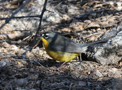 Basileuterus lachrymosus