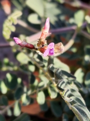 Astragalus subcinereus