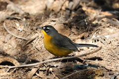 Basileuterus lachrymosus