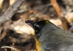 Basileuterus lachrymosus