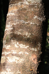 Atherosperma moschatum