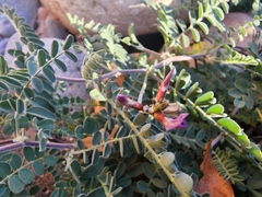 Astragalus subcinereus