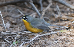 Basileuterus lachrymosus