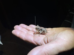 Enyaliopsis