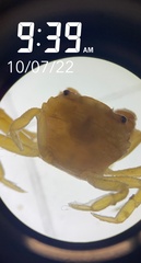 Eurypanopeus turgidus