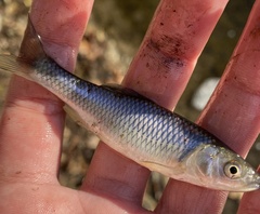 Cyprinella spiloptera