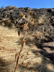 Camassia