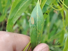 Araneus talipedatus