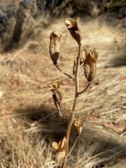 Camassia