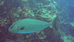 Seriola rivoliana