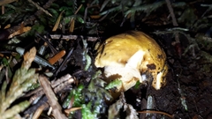 Cantharellus formosus