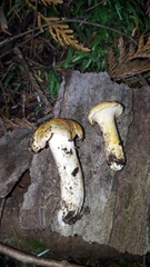 Cantharellus formosus