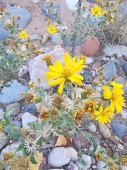 Heterotheca fulciens