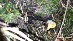 Cantharellus formosus