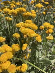 Chrysocephalum apiculatum