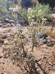 Heterotheca fulciens