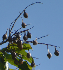 Sapindaceae