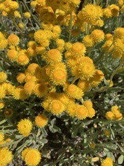 Chrysocephalum apiculatum