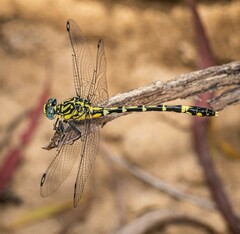 Austrogomphus cornutus
