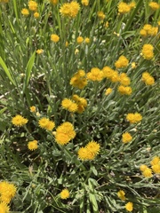 Chrysocephalum apiculatum