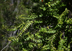 Freycinetia scandens