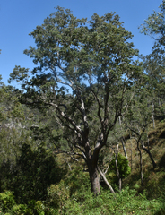 Lophostemon suaveolens