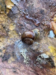 Cupedora bednalli