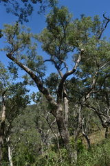 Angophora floribunda